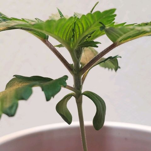 Rose growlog photo: Evening