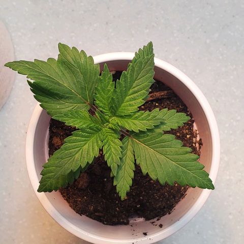 Rose growlog photo: Evening