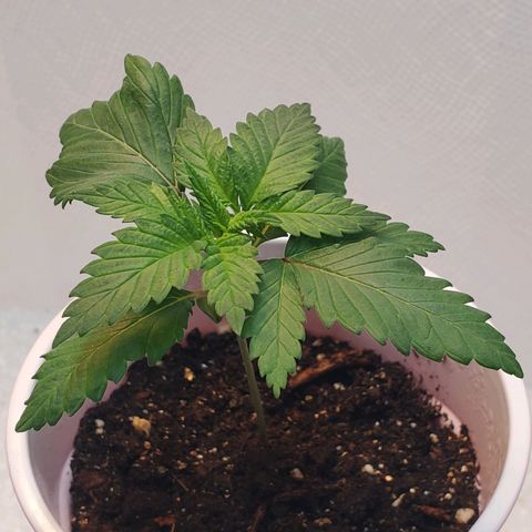 Rose growlog photo: Morning