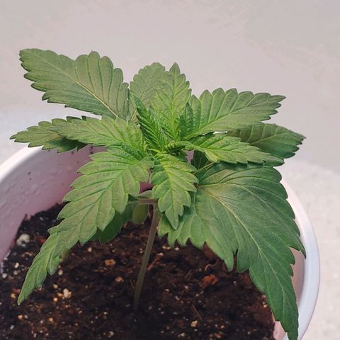 Rose growlog photo: Morning