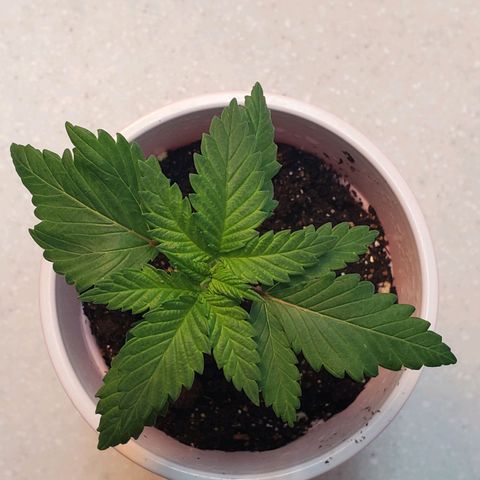 Rose growlog photo: Morning