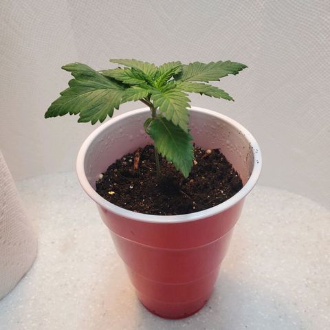 Rose growlog photo: Morning