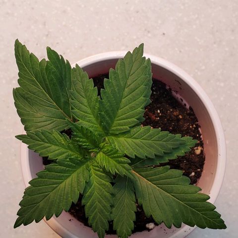 Rose growlog photo: Morning