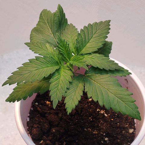 Rose growlog photo: Morning
