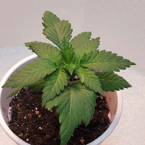 Rose growlog photo: Morning