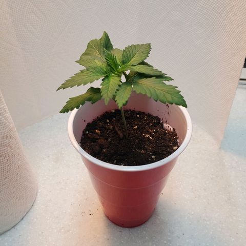 Rose growlog photo: Morning