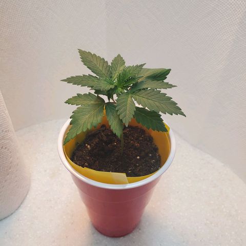 Rose growlog photo: Afternoon