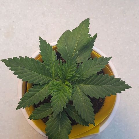 Rose growlog photo: Afternoon