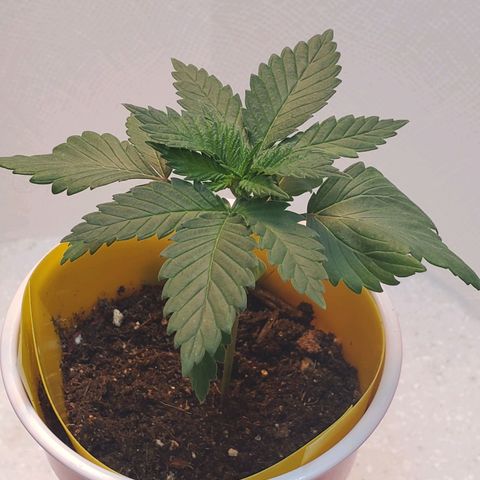 Rose growlog photo: Afternoon