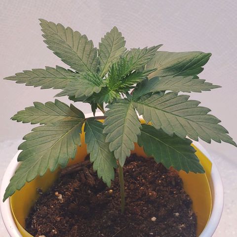 Rose growlog photo: Afternoon