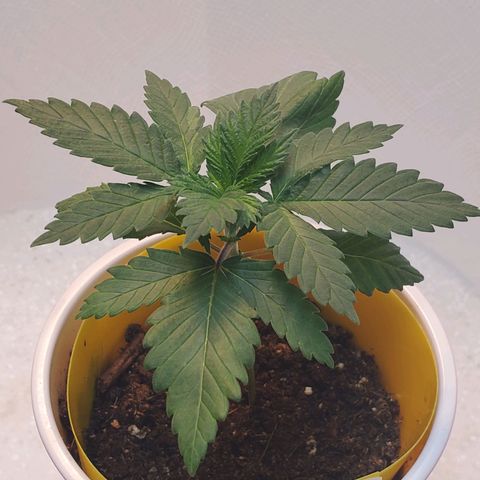 Rose growlog photo: Afternoon