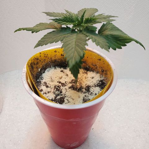 Rose growlog photo: Afternoon