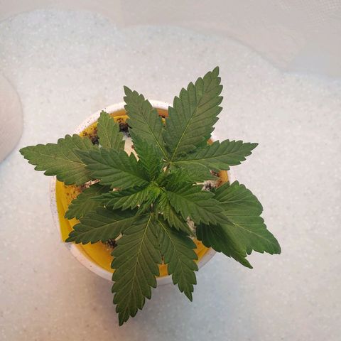 Rose growlog photo: Afternoon