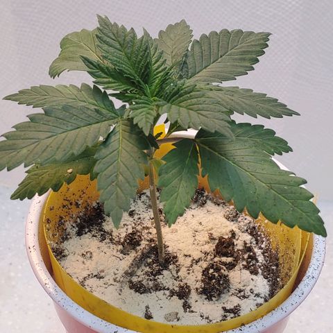 Rose growlog photo: Afternoon