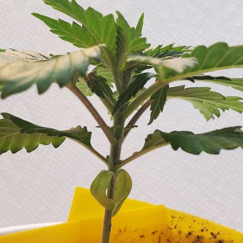 Rose growlog photo: Afternoon
