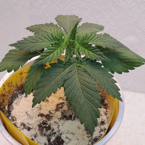 Rose growlog photo: Evening 