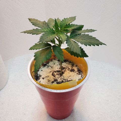 Rose growlog photo: Morning