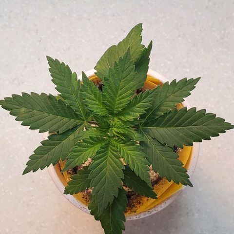 Rose growlog photo: Morning