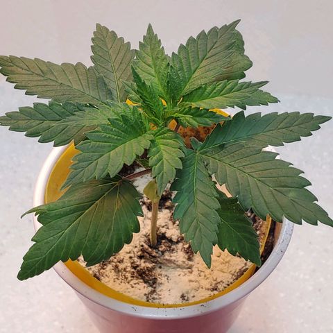 Rose growlog photo: Morning