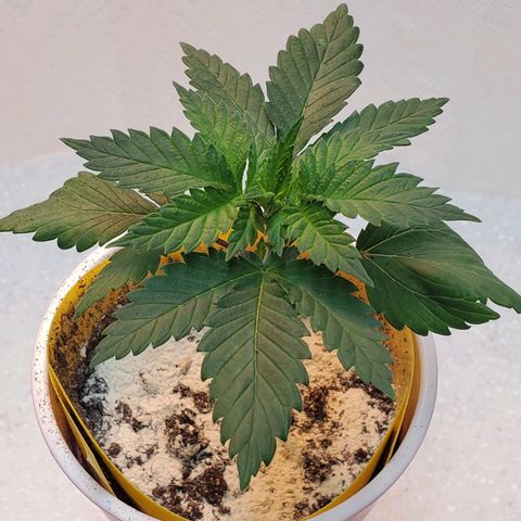 Rose growlog photo: Morning