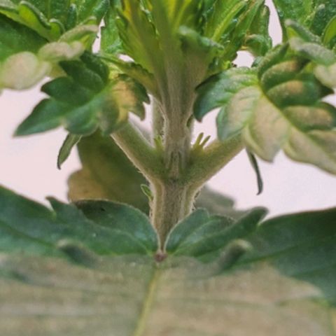 Rose growlog photo: Morning