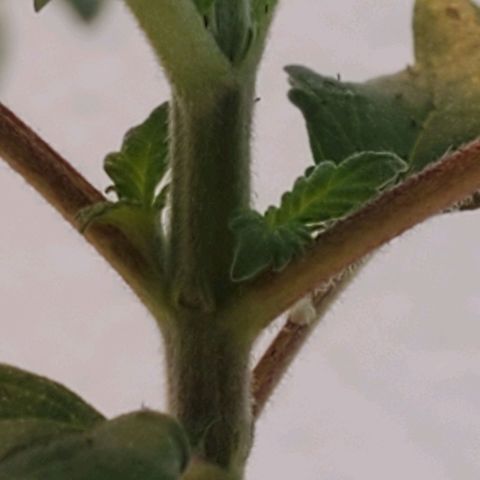 Rose growlog photo: Morning