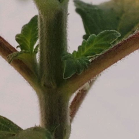 Rose growlog photo: Morning