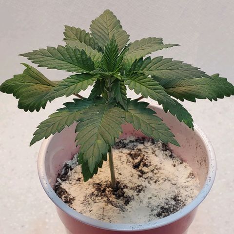 Rose growlog photo: Noon