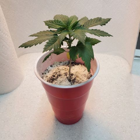 Rose growlog photo: Noon