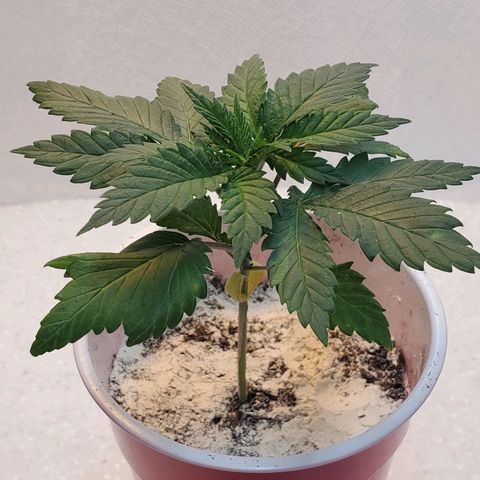 Rose growlog photo: Noon