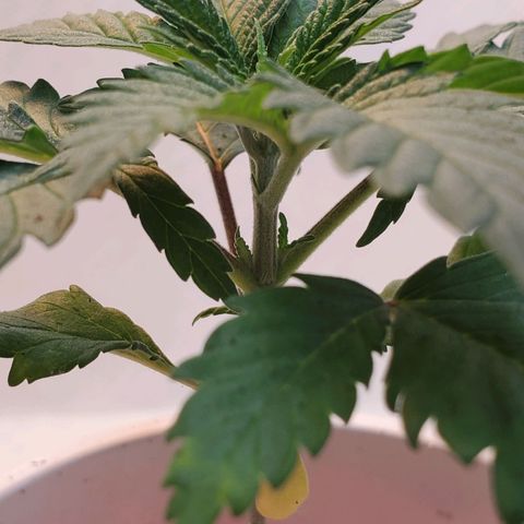 Rose growlog photo: Noon