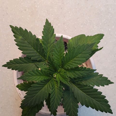 Rose growlog photo: Noon