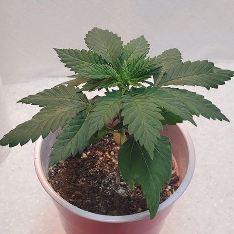 Rose growlog photo: Afternoon