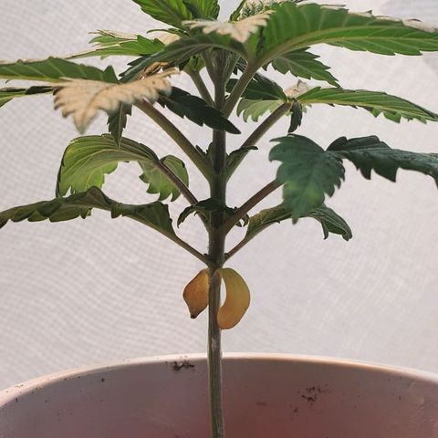 Rose growlog photo: Afternoon
