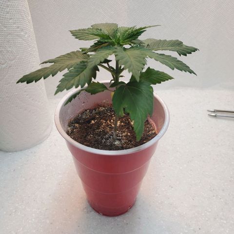 Rose growlog photo: Afternoon