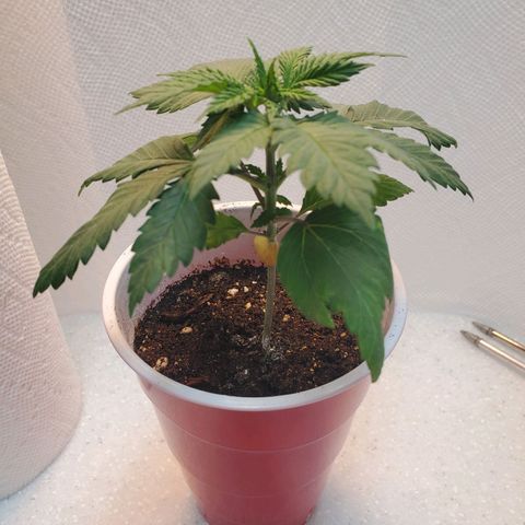 Rose growlog photo: Afternoon