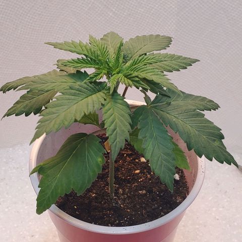 Rose growlog photo: Afternoon