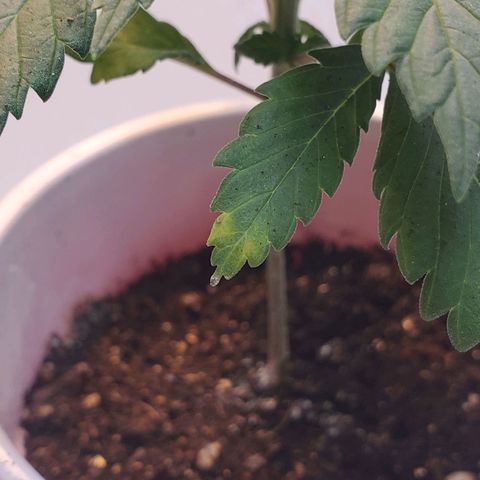 Rose growlog photo: Afternoon