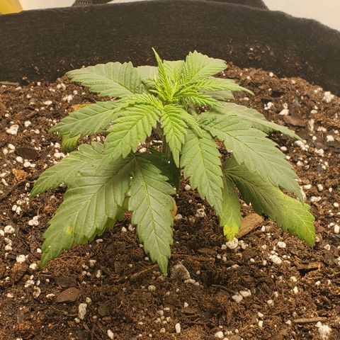 Rose growlog photo: 6PM right after transplant 