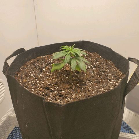 Rose growlog photo: 6PM right after transplant 