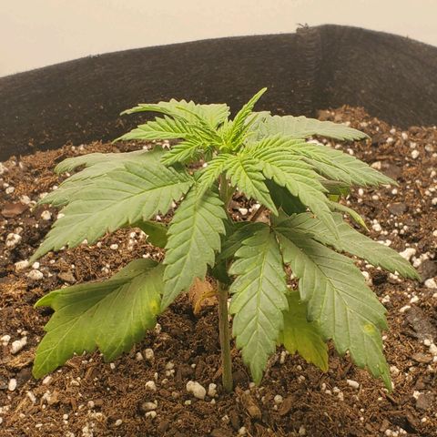Rose growlog photo: 6PM right after transplant 