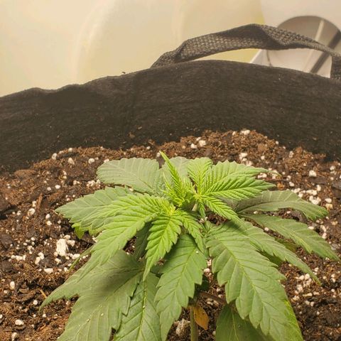 Rose growlog photo: 6PM right after transplant 