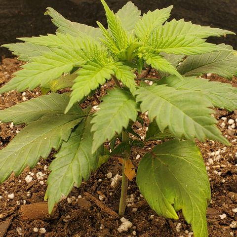 Rose growlog timeline photo