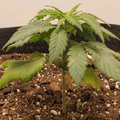 Rose growlog timeline photo