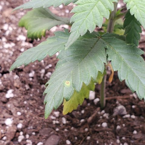 Rose growlog timeline photo