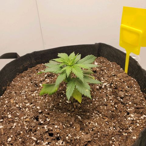 Rose growlog timeline photo