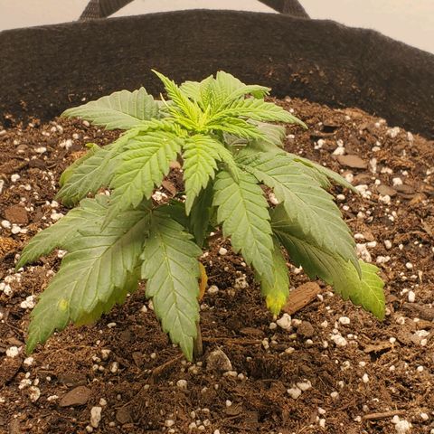 Rose growlog timeline photo