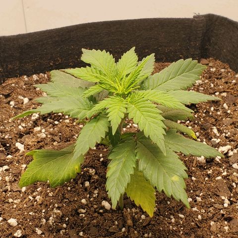 Rose growlog timeline photo