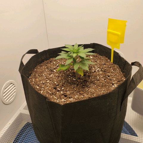Rose growlog photo: 5PM