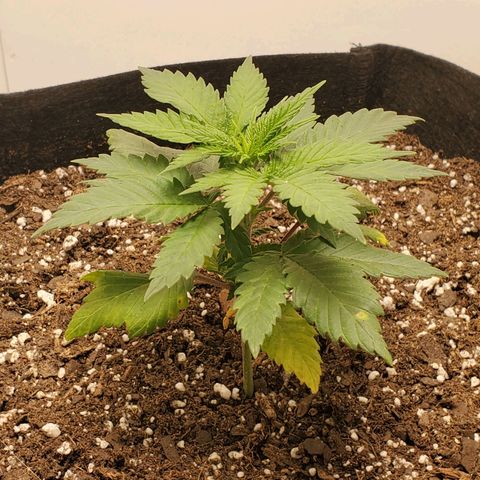 Rose growlog photo: 5PM